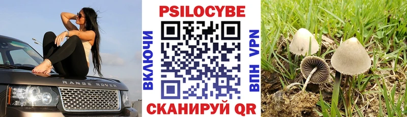 Галлюциногенные грибы Psilocybe  Питкяранта 
